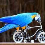 pájaro azul en bici