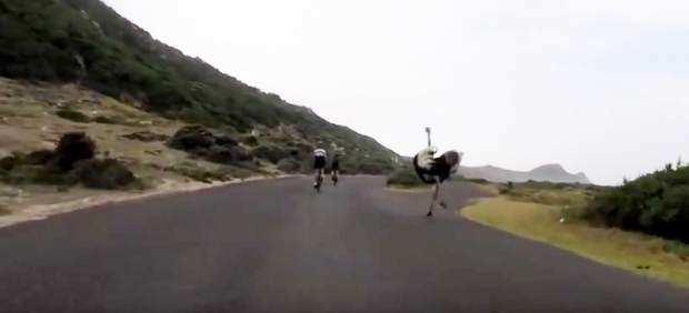 Ahí va el avestruz a entrenar con los ciclistas