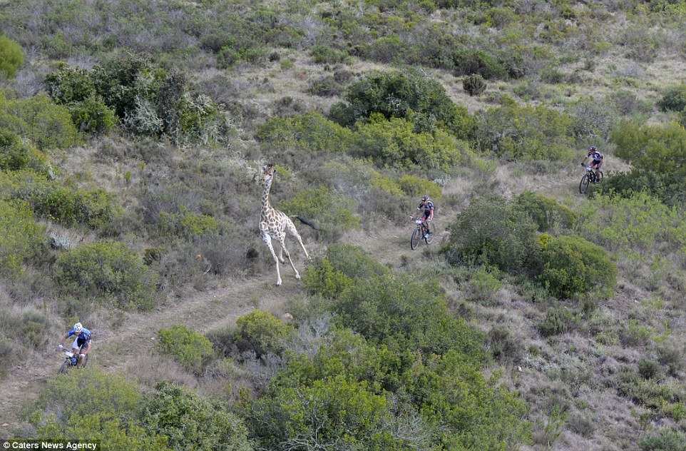 ciclismo y jirafas