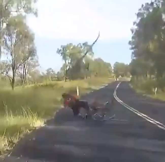 canguro ataca ciclista